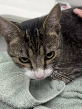 Diane -  Domestic Short Hair Cat for Adoption in West Chester, Pennsylvania - Diane | PetCurious