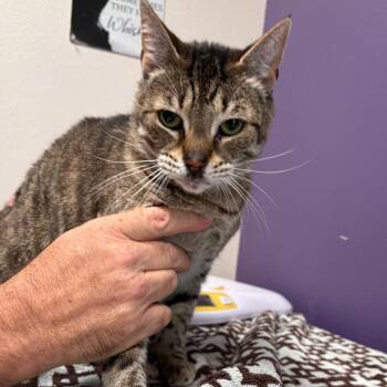 Domestic Short Hair Cats Available for Adoption in Englewood, Florida - Beepers | PetCurious