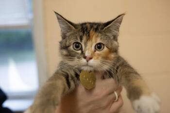 Domestic Short Hair and Tabby Cats Available for Adoption in Mountain Home, Arkansas - Munchkin | PetCurious