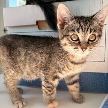 Oakley -  Domestic Short Hair Cat for Adoption in Victoria, British Columbia - Oakley | PetCurious
