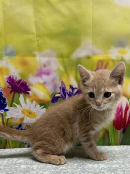 Domestic Short Hair Cats Available for Adoption in San Antonio, Texas - Cody | PetCurious