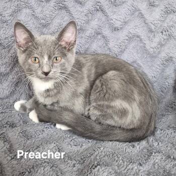 Preacher -  Domestic Short Hair Cat for Adoption in Matteson, Illinois - Preacher | PetCurious