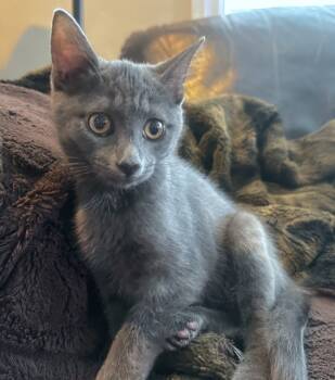Rescue Domestic Short Hair Cats for Adoption in Millcreek, Utah - Graphite | PetCurious