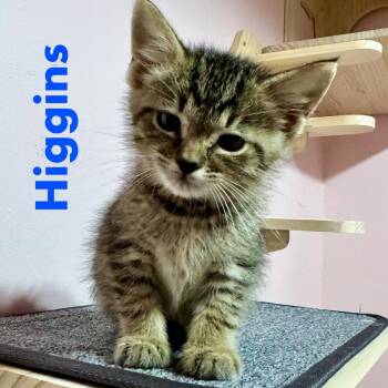 Higgins -  Domestic Short Hair Cat for Adoption in Reston, Virginia - Higgins | PetCurious