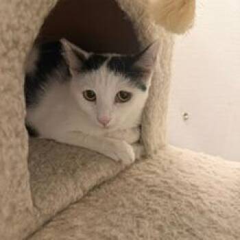 Mirah -  Domestic Short Hair Cat for Adoption in Las Vegas, Nevada - Mirah | PetCurious