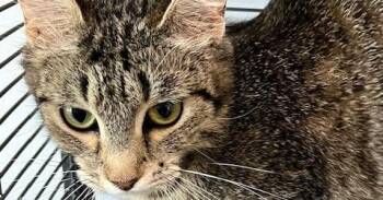 Peppermint -  Domestic Short Hair Cat for Adoption in Dayton, Minnesota - Peppermint | PetCurious