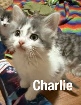 Rescue Domestic Medium Hair Cats for Adoption in Duluth, Minnesota - Charlie | PetCurious