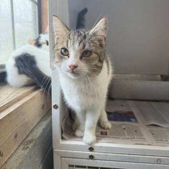 Domestic Short Hair Cats Available for Adoption - Cupid | PetCurious