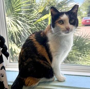 CALLIE -  Domestic Short Hair Cat for Adoption in Fernandina Beach, Florida - CALLIE | PetCurious