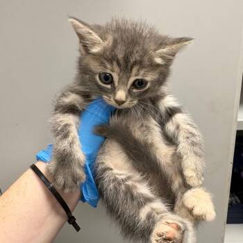 Shepards Pie -  Domestic Short Hair Cat for Adoption in Columbiana, Alabama - Shepards Pie | PetCurious