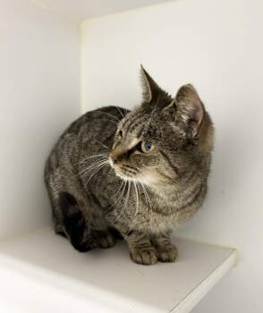 Cupcake -  Domestic Short Hair Cat for Adoption in Rochester, Indiana - Cupcake | PetCurious