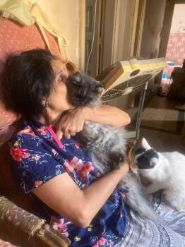 Rescue Maine Coon and Persian Cats for Adoption in Brampton, Ontario - Shadow | PetCurious