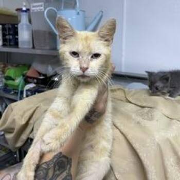 Skyler -  Domestic Short Hair Cat for Adoption in Marble, North Carolina - Skyler | PetCurious