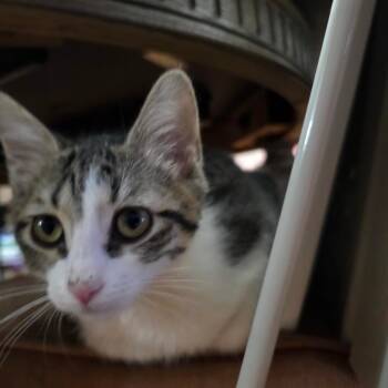 Dos -  Domestic Short Hair Cat for Adoption in Grantsville, Utah - Dos | PetCurious