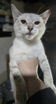 "Olaf" The cold never bothered him anyway -  Siamese and Domestic Short Hair Cat for Adoption in Elizabeth, Pennsylvania - "Olaf" The Cold Never Bothered Him Anyway | PetCurious