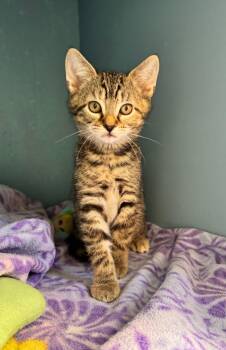 Ginger -  Domestic Short Hair Cat Available for Adoption in Reston, Virginia - Ginger | PetCurious