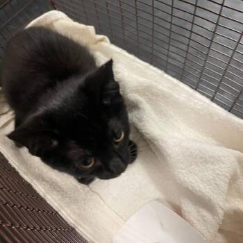 Neapolitan -  Domestic Short Hair Cat for Adoption in Chicago, Illinois - Neapolitan | PetCurious