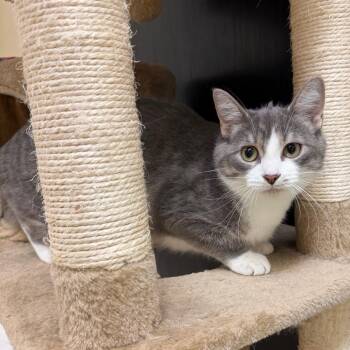 Domestic Short Hair Cats Available for Adoption in Naperville, Illinois - Sterling | PetCurious
