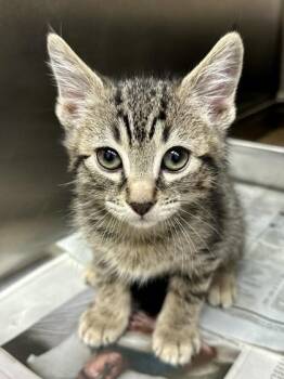 Benji -  Domestic Short Hair Cat for Adoption in Wichita, Kansas - Benji | PetCurious
