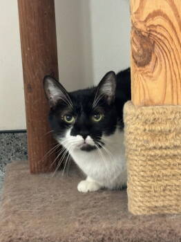 Rescue Domestic Short Hair Cats for Adoption in Hopewell, Virginia - Randy | PetCurious