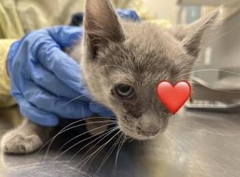 Domestic Short Hair Cats Available for Adoption - PEANUT | PetCurious