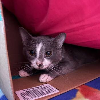 Sage -  Domestic Short Hair Cat for Adoption in Lynchburg, Virginia - Sage | PetCurious
