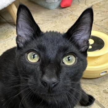 Benny -  Domestic Short Hair Cat for Adoption in Crystal Lake, Illinois - Benny | PetCurious