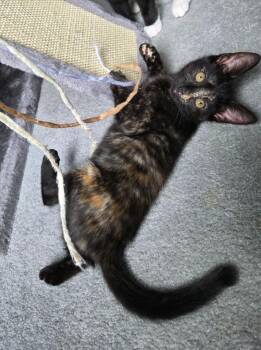 Destiny26 -  Domestic Short Hair Cat for Adoption in Youngsville, North Carolina - Destiny26 | PetCurious