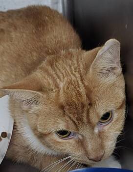 2026-90 Pebbles Haven -  Domestic Short Hair Cat for Adoption in Windsor, Connecticut - 2026-90 Pebbles Haven | PetCurious