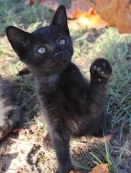 Rescue Domestic Short Hair Cats for Adoption in Southern Pines, North Carolina - Chadwick | PetCurious