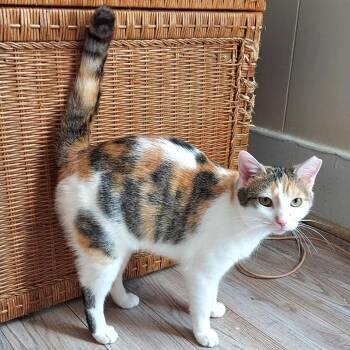 Domestic Short Hair Cats Available for Adoption in Durham, North Carolina - Amira | PetCurious