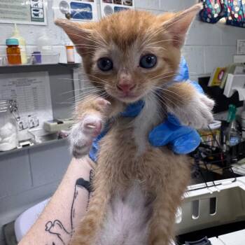 Otis -  Domestic Short Hair Cat for Adoption in Summerville, South Carolina - Otis | PetCurious