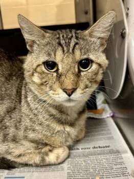 Tangerine -  Domestic Short Hair Cat for Adoption in Wichita, Kansas - Tangerine | PetCurious