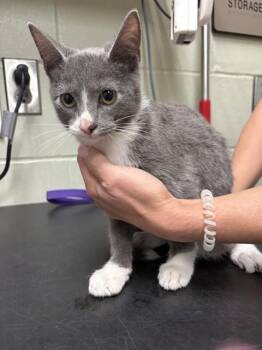 EDWARD -  Domestic Short Hair Cat for Adoption in Minneapolis, Minnesota - EDWARD | PetCurious