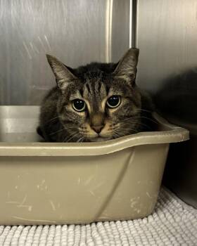 Domina - Barn Cat -  Domestic Short Hair Cat for Adoption in Richmond, Virginia - Domina - Barn Cat | PetCurious