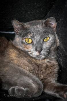 Lily -  Domestic Short Hair Cat Available for Adoption in Elmwood, Louisiana - Lily | PetCurious