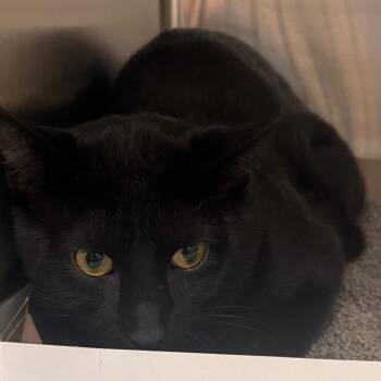 Midnight -  Domestic Short Hair Cat for Adoption in Tampa, Florida - Midnight | PetCurious