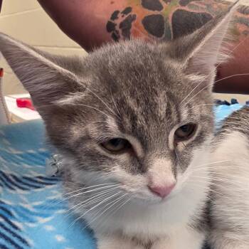 Iridessa -  Domestic Short Hair Cat for Adoption in Council Bluffs, Iowa - Iridessa | PetCurious