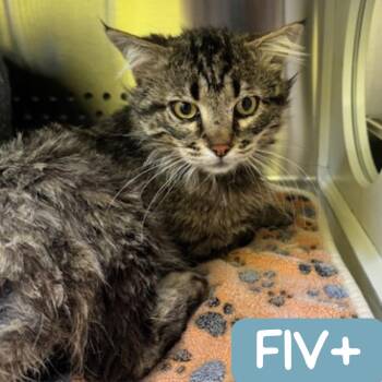 Domestic Medium Hair Cats Available for Adoption in Denver, Colorado - Cousin Earl "Ezekiel" | PetCurious