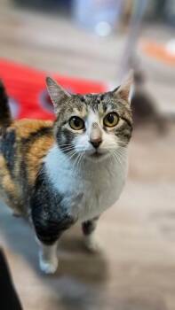 Domestic Short Hair Cats Available for Adoption - Leah | PetCurious