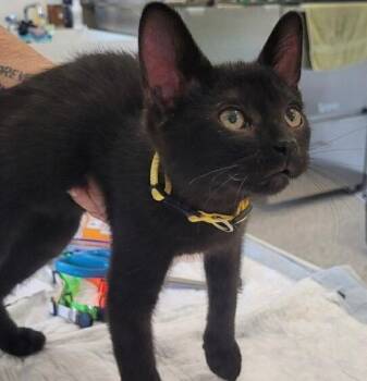 George -  Domestic Short Hair Cat for Adoption in Grand Rapids, Minnesota - George | PetCurious