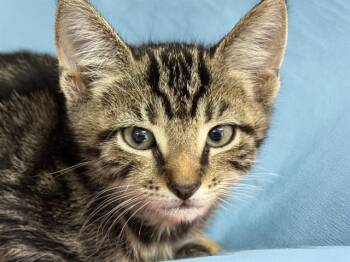 CODY -  Domestic Short Hair Cat for Adoption in Fort Lauderdale, Florida - CODY | PetCurious