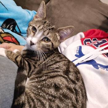 MATEO -  Tabby Cat for Adoption - MATEO | PetCurious