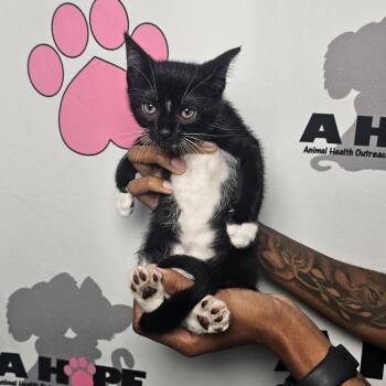 Rescue American Shorthair Cats for Adoption in Milton, Florida - Sweet Roll | PetCurious