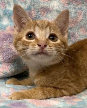 Cardy -  American Shorthair Cat for Adoption in Marvin, North Carolina - Cardy | PetCurious