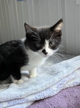 Rescue American Shorthair Cats for Adoption in Big Rapids, Michigan - Inkwell | PetCurious