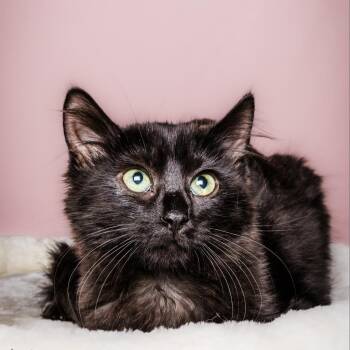 Rescue Domestic Long Hair Cats for Adoption in Columbia, Missouri - Margret | PetCurious