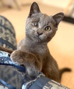 Smokes -  Domestic Short Hair Cat for Adoption in Hamilton, Ontario - Smokes | PetCurious