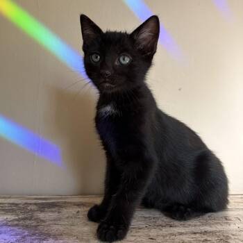 Darrell -  Domestic Short Hair Cat for Adoption in East Amherst, New York - Darrell | PetCurious