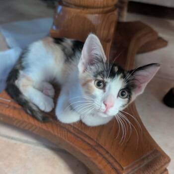 Calico and Domestic Short Hair Cats Available for Adoption in Antioch, California - Mixxy | PetCurious